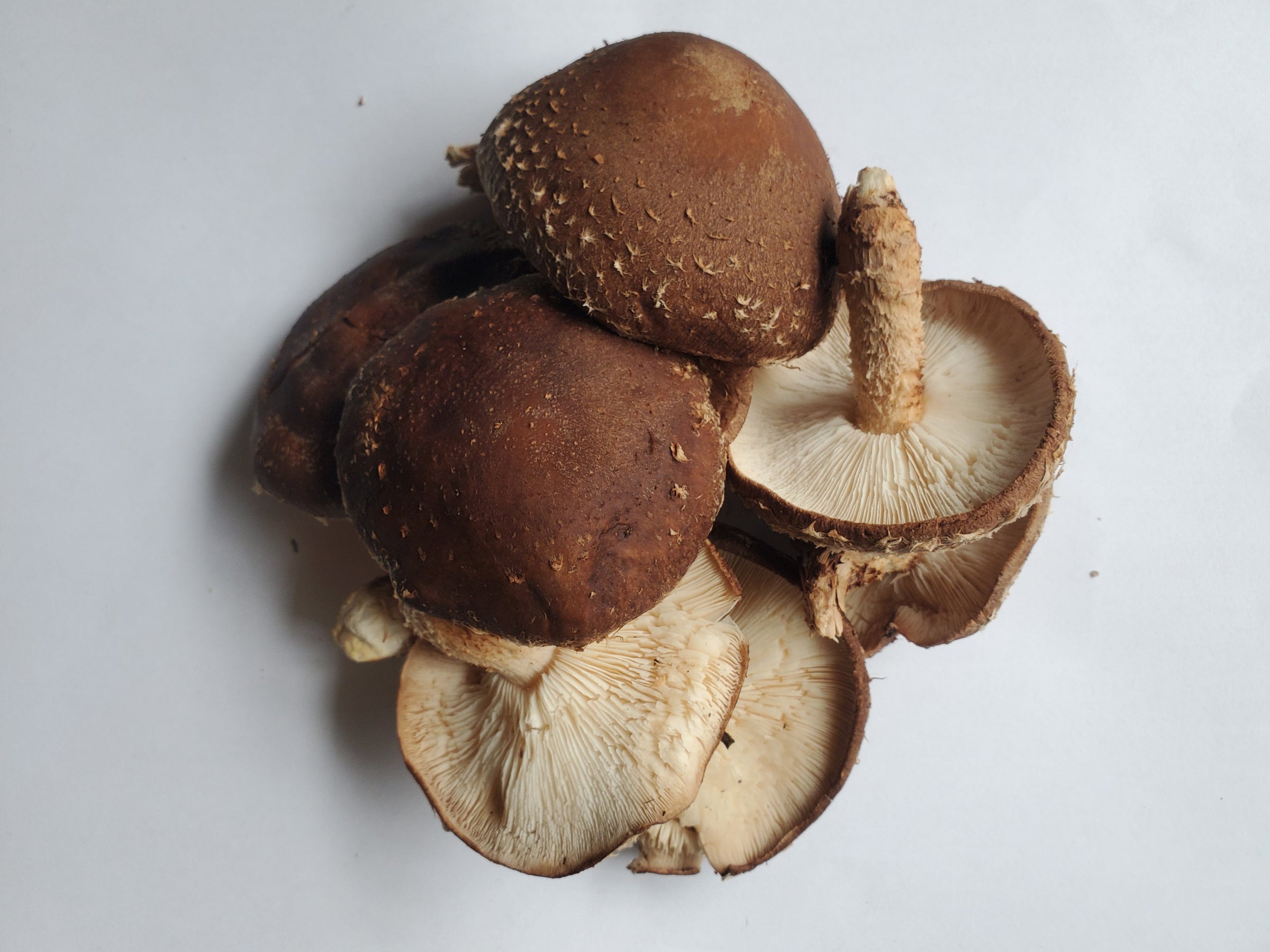 4176 mushroom 670mm×580mm NEW MUSSLI012 | Sliced White Mushroom (12/8OZ) - Pacific Coast