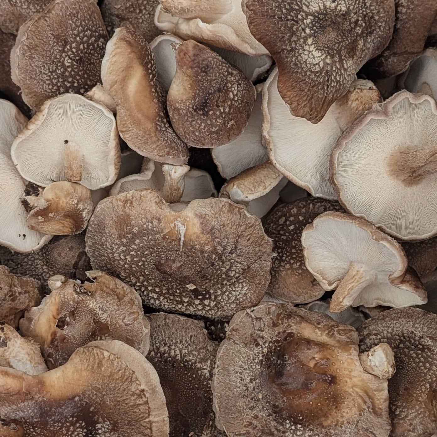 Shiitake (1 lb) | Ozark Forest Mushrooms
